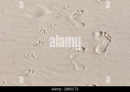 Fußabdrücke von Menschen und Möwen, Kniepsand-Strand, Amrum-Insel, Nordfriesland, Schleswig-Holstein, Deutschland Stockfoto