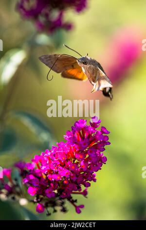 Kolibri-Falkenmotte (Macroglossum stellatarum), fliegend, nähert sich der Blüte des Schmetterlingsbusches (Buddleja davidii), Hessen, Deutschland Stockfoto