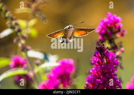 Kolibri-Falkenmotte (Macroglossum stellatarum), fliegend, nähert sich der Blüte des Schmetterlingsbusches (Buddleja davidii), Hessen, Deutschland Stockfoto