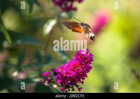 Kolibri-Falkenmotte (Macroglossum stellatarum), fliegend, nähert sich der Blüte des Schmetterlingsbusches (Buddleja davidii), Hessen, Deutschland Stockfoto