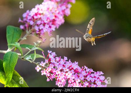 Kolibri-Falkenmotte (Macroglossum stellatarum), fliegend, nähert sich der Blüte des Schmetterlingsbusches (Buddleja davidii), Hessen, Deutschland Stockfoto