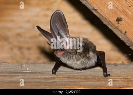 Graue Langohrfledermaus (Plecotus austriacus), Thüringen, Deutschland Stockfoto