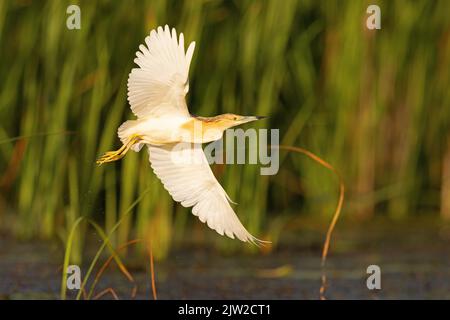 Squacco Heron (Ardeola ralloides) im Flug, Biosphärenreservat Donaudelta, Rumänien Stockfoto