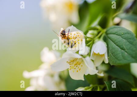Eine Honigbiene auf den schönen Blüten eines Jasminbusches in einem Sommergarten. Eine feine Zierpflanze. Stockfoto