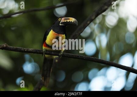 Aracari, Pteroglossus torquatus, Vogel mit großer Schnabel. Toucan sitzt auf dem schönen Zweig im Wald, Boca Tapada, Costa. Stockfoto