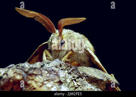 Nahaufnahme eines Fuchsmotten mit behaartem Körper und Querbändern, die auf rauem Stein vor schwarzem Hintergrund sitzen Stockfoto