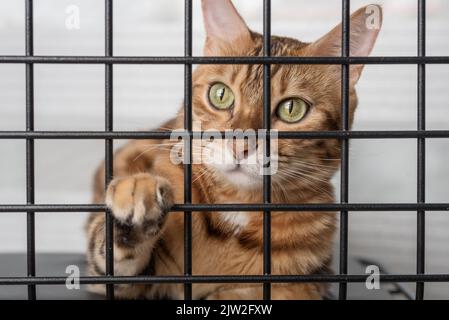 Die Schnauze einer traurigen roten Katze ist durch die Riegel eines Tierheims sichtbar. Stockfoto