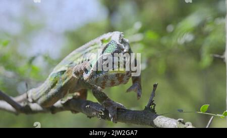 3. September 2022, Oblast Odessa, Ukraine, Osteuropa: Nahaufnahme von Chameleon, das sich während einer Mauser mit seiner Hinterpfote am Kopf kratzt. Panther-Chamäleon (Furcifer pardalis) sitzt auf einem Ast. (Bild: © Andrey Nekrasov/ZUMA Press Wire) Stockfoto