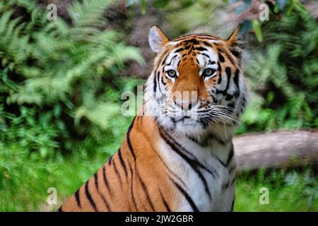 Porträt eines Königlich-bengalischen Tigers, der die Kamera anstarrt. National Animal of Bangladesh Stockfoto