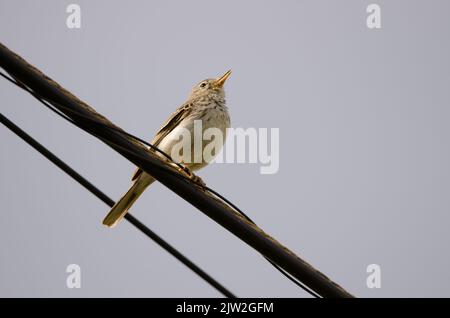 Berthelot's Pipit Anthus berthelotii singt auf einem elektrischen Kabel. San Lorenzo. Las Palmas de Gran Canaria. Gran Canaria. Kanarische Inseln. Spanien. Stockfoto