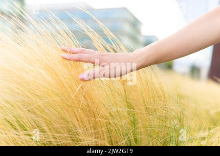 Ernte anonyme Weibchen berühren trockenes gelbes Gras sanft an sonnigen Tag im Park in der Stadt Stockfoto