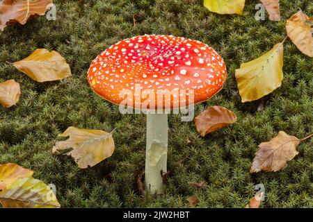 Ein Fliegenpilz, der aus einem Bett aus Moos und Herbstblättern wächst Stockfoto