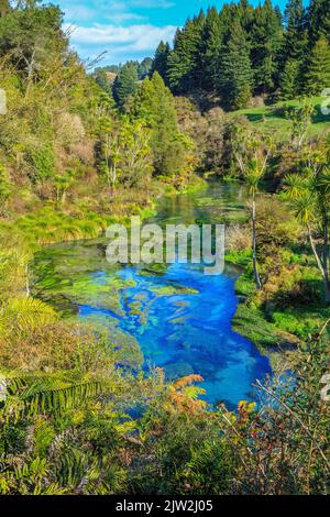 Die Blaue Quelle in Te Waihou, Neuseeland, eine Touristenattraktion. Das kristallklare Wasser der Quelle, das aus dem heimischen Wald entspringt Stockfoto