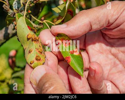 Pucciniales Rost auf Birnenblättern. Die rote-Punkte-Krankheit zerstörte den gesamten Garten Stockfoto