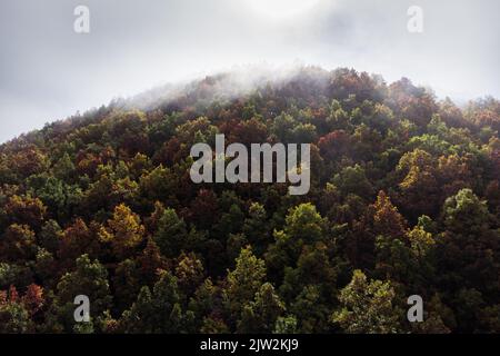 Atemberaubende Drohnenansicht von Bäumen, die im Herbst an bewölkten Tagen in Wäldern wachsen Stockfoto