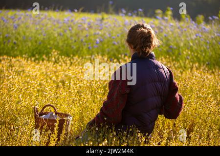 Rückansicht Unbekannte Bäuerin sammelt an sonnigen Tagen auf dem Land frische Kamillen vom Feld Stockfoto