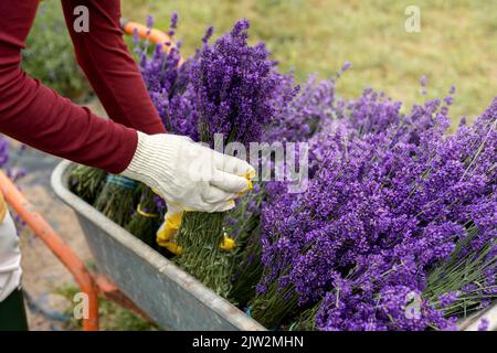 Von oben auf Ernte unkenntlich weibliche Gärtnerin in legerer Kleidung und Handschuhe setzen frische aromatische Lavendel in Metall Schubkarre auf dem Land Stockfoto