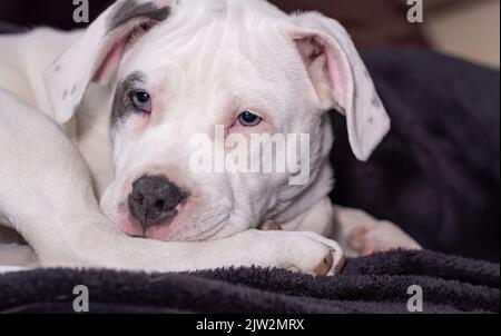 Welpe in der Bullenart. Ein kleiner weißer Hund mit einem Fleck auf dem Auge rollte sich vor einem dunklen Hintergrund zusammen. Verschlafter Welpe. Stockfoto