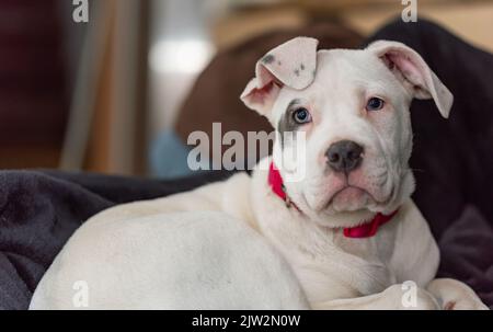 Welpe in der Bullenart. Ein kleiner weißer Hund mit einem Fleck auf dem Auge rollte sich vor einem dunklen Hintergrund zusammen. Verschlafter Welpe. Stockfoto