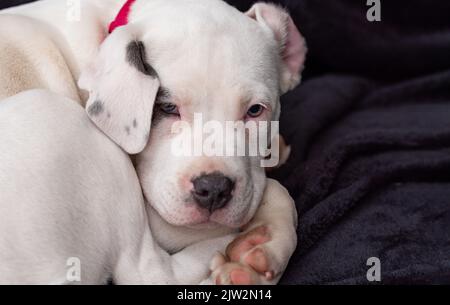 Welpe in der Bullenart. Ein kleiner weißer Hund mit einem Fleck auf dem Auge rollte sich vor einem dunklen Hintergrund zusammen. Verschlafter Welpe. Stockfoto