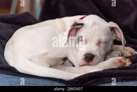 Welpe in der Bullenart. Ein kleiner weißer Hund mit einem Fleck auf dem Auge rollte sich vor einem dunklen Hintergrund zusammen. Verschlafter Welpe. Stockfoto