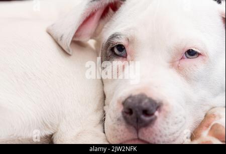 Welpe in der Bullenart. Ein kleiner weißer Hund mit einem Fleck auf dem Auge rollte sich vor einem dunklen Hintergrund zusammen. Verschlafter Welpe. Stockfoto