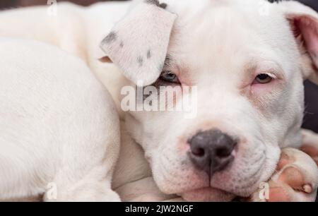 Welpe in der Bullenart. Ein kleiner weißer Hund mit einem Fleck auf dem Auge rollte sich vor einem dunklen Hintergrund zusammen. Verschlafter Welpe. Stockfoto