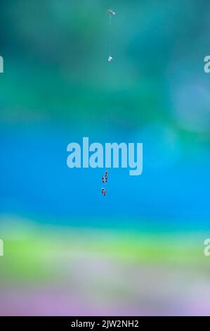 Saiten des Todes Stockfoto