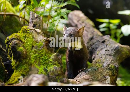 Wilder europäischer Kiefernmarder, der am Urwaldboden steht Stockfoto