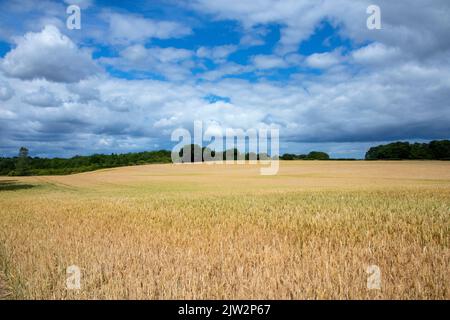 Blick über das Derwent Valley im Sommer Stockfoto