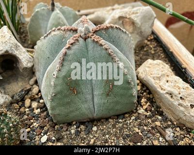 Detaillierte Nahaufnahme eines einzigen Bischofskaktus Astrophytum myriostigma Stockfoto