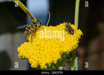 Myathropa florea Hoverfly und Colletes Arten Biene auf Achillea Blütenkopf Stockfoto