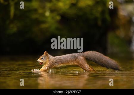 Wildes rotes Eichhörnchen springt im Wasser mit einer Nuss im Mund Stockfoto