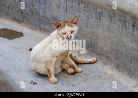 Streunende Katze auf einer Betonbank in einem Park. Konzept des Schutzes obdachloser Tiere Stockfoto