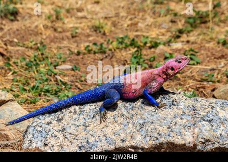 Männliche mwanza-Felsenagama (Agama Mwanzae) oder die Spider-man-Agama auf einem Stein im Serengeti-Nationalpark, Tansania Stockfoto