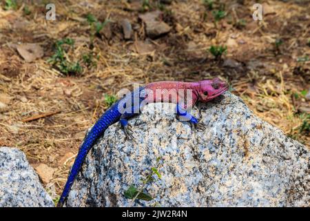 Männliche mwanza-Felsenagama (Agama Mwanzae) oder die Spider-man-Agama auf einem Stein im Serengeti-Nationalpark, Tansania Stockfoto