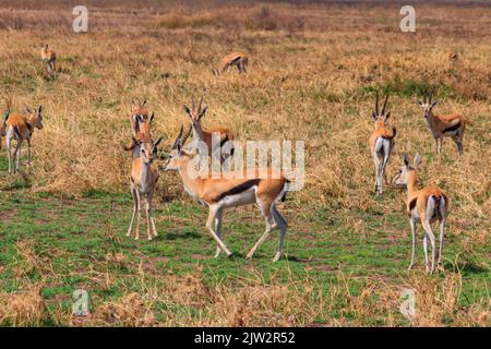 Herde der Thomson-Gazelle (Eudorcas thomsonii) im Serengeti-Nationalpark in Tansania. Tierwelt Afrikas Stockfoto