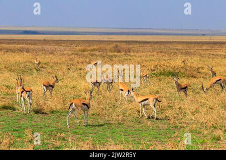 Herde der Thomson-Gazelle (Eudorcas thomsonii) im Serengeti-Nationalpark in Tansania. Tierwelt Afrikas Stockfoto