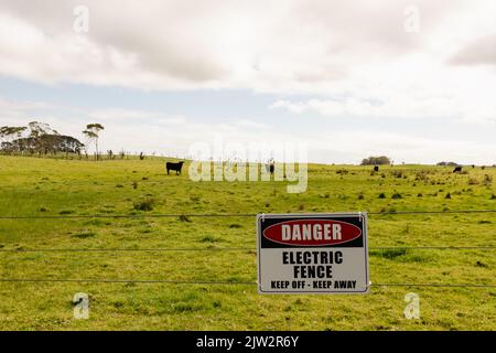 Geringe Schärfentiefe mit Fokus auf einem Schild, das an einem Zaun angebracht ist und auf dem steht: „Gefahr, elektrischer Zaun, fernhalten, fernhalten“, sind Kühe unscharf Stockfoto