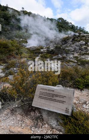 Im geothermischen Tal von Te Puia Whakarewarewa, umgeben von kochenden Schlammbecken in Rotorua in der Bay of P, wird Dampf aus dem Waikite Geysir aufsteigen Stockfoto