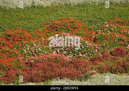 Garten mit Efeu-blättrigen Pelargonium Pelargonium peltatum in Blüte. Las Palmas de Gran Canaria. Gran Canaria. Kanarische Inseln. Spanien. Stockfoto