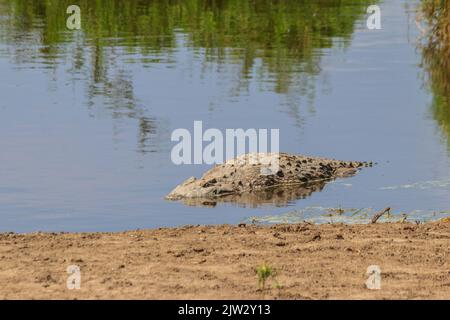 Nilkrokodil (Crocodylus niloticus) im Fluss im Serengeti-Nationalpark, Tansania. Tierwelt Afrikas Stockfoto