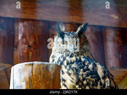 Adlereule Bubo Bubo Eule im Porträt Stockfoto