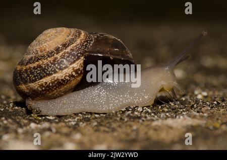 Milchschnecke Otala Laktee. San Lorenzo. Las Palmas de Gran Canaria. Gran Canaria. Kanarische Inseln. Spanien. Stockfoto