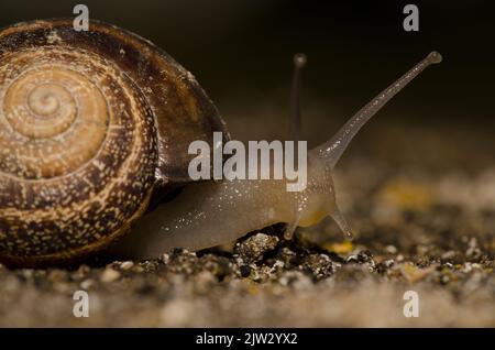 Milchschnecke Otala Laktee. San Lorenzo. Las Palmas de Gran Canaria. Gran Canaria. Kanarische Inseln. Spanien. Stockfoto