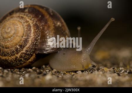 Milchschnecke Otala Laktee. San Lorenzo. Las Palmas de Gran Canaria. Gran Canaria. Kanarische Inseln. Spanien. Stockfoto