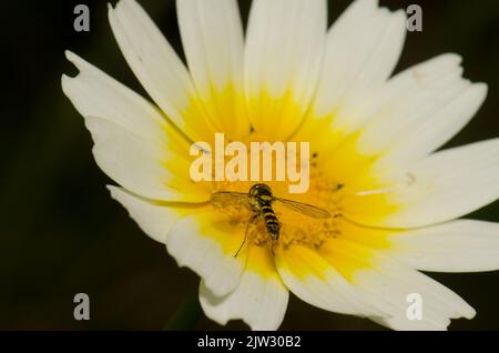 Männliche lange Schwebfliege Sphaerophoria scripta auf einer Blume von Girlande Chrysantheme Glebioni coronaria. San Lorenzo. Kanarische Inseln. Spanien. Stockfoto