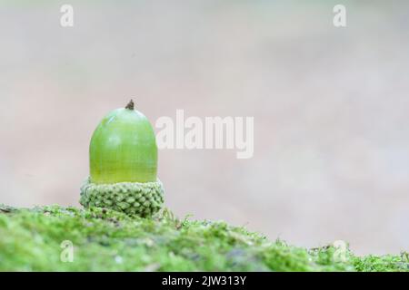 Einzelne Eichel auf einem moosigen Baumstamm Stockfoto