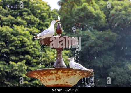 Zwei Möwen genießen das Wasser des sizilianischen Brunnens im Devonport Park, Plymouth. Stockfoto