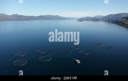 Fischfarm Lachs runde Netze in natürlicher Umgebung Loch Fyne Arygll und Bute Scotland Stockfoto